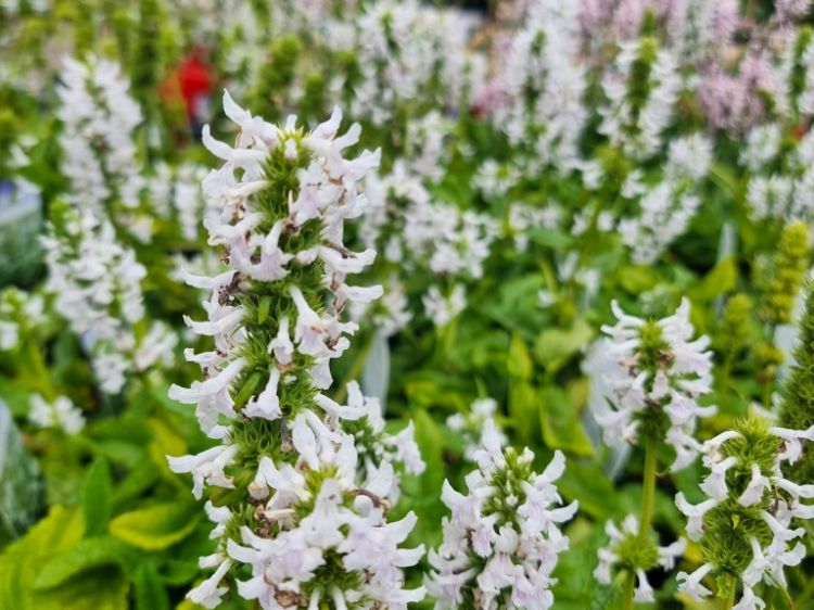 Picture of Stachys officinalis Summer Snowcone