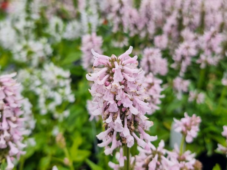 Picture of Stachys officinalis Summer Sweets
