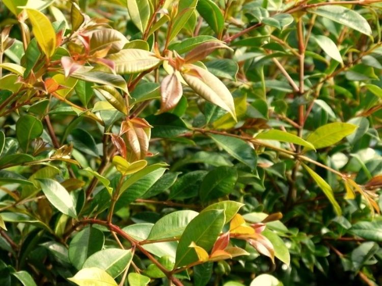 Picture of Syzygium paniculatum Backyard Bliss