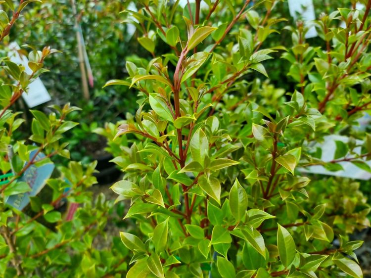 Picture of Syzygium paniculatum Backyard Bliss