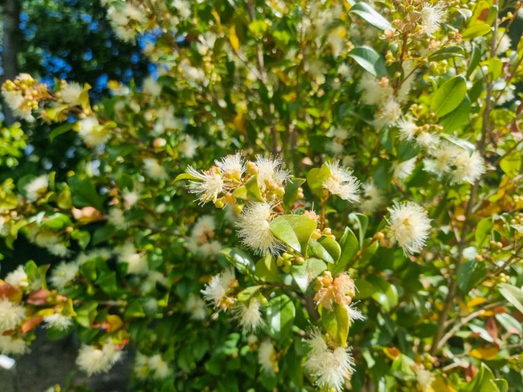 Picture of Syzygium paniculatum Backyard Bliss