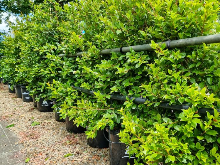 Picture of Syzygium paniculatum Backyard Bliss