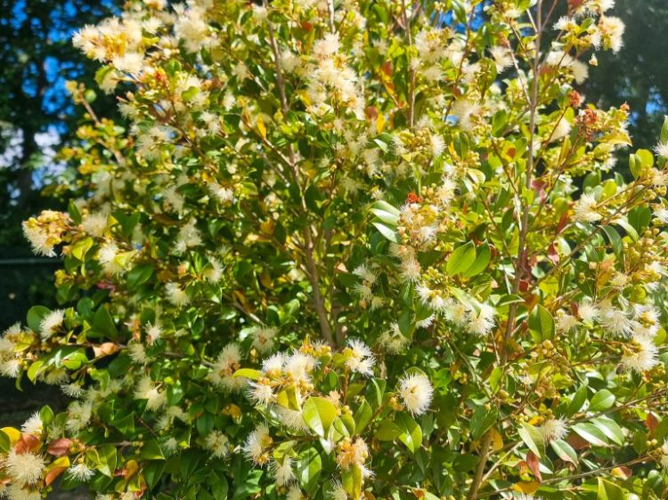 Picture of Syzygium paniculatum Backyard Bliss