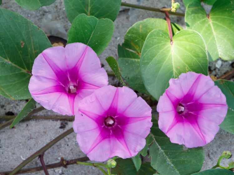 Picture of Ipomoea pes-caprae