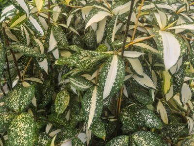 Picture of Dracaena surculosa Milky Way