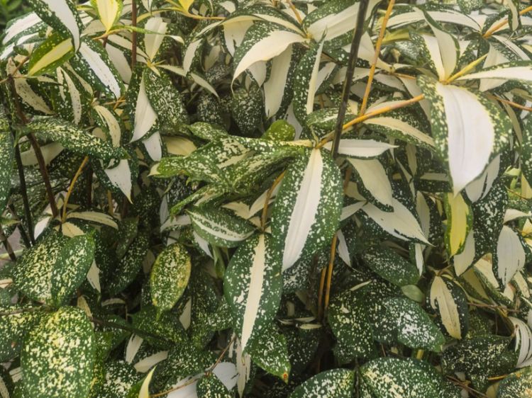 Picture of Dracaena surculosa Milky Way