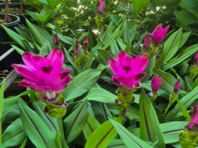 Picture of Curcuma alismatifolia Siam Sublime