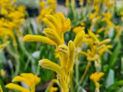 Picture of Anigozanthos hybrida Bush Sunburst PBR