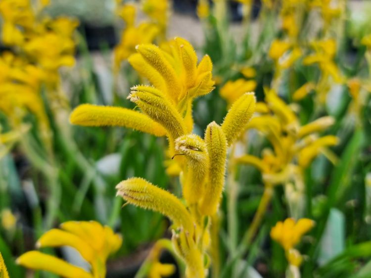 Picture of Anigozanthos hybrida Bush Sunburst PBR