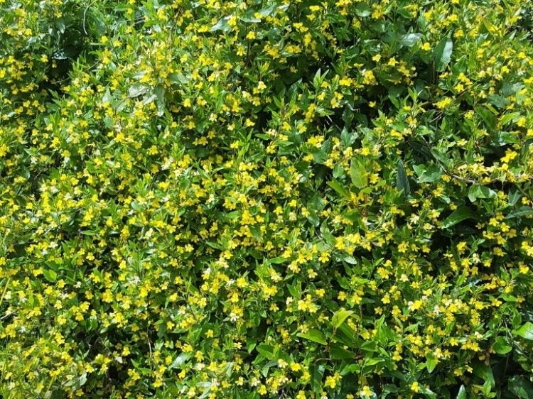 Picture of Goodenia ovata Gold Cover