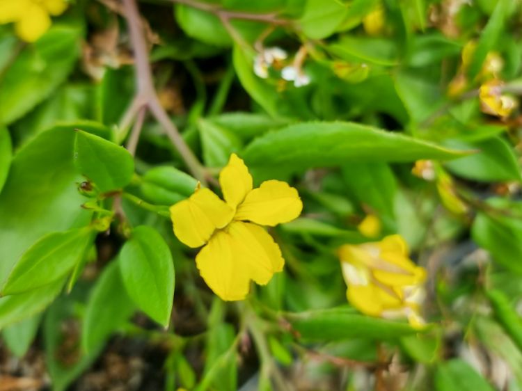 Picture of Goodenia ovata Gold Cover