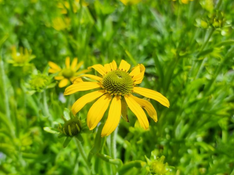 Picture of Rudbeckia hybrida Green Eyed Lady