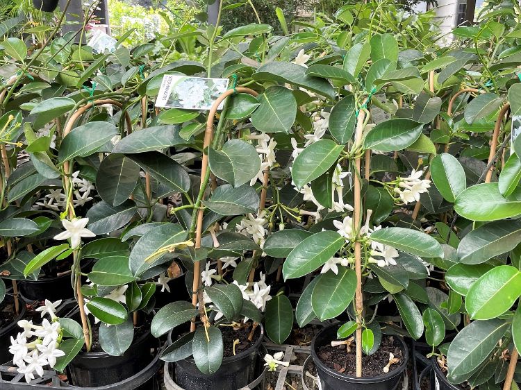 Picture of Stephanotis floribunda