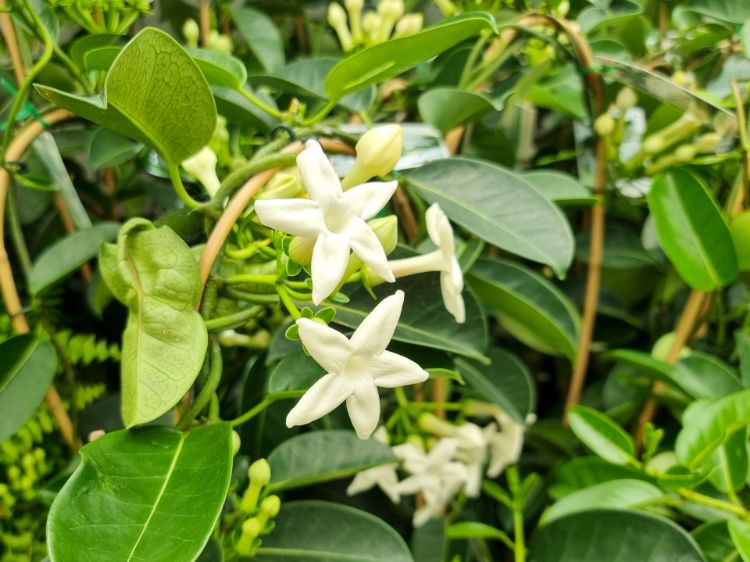 Picture of Stephanotis floribunda