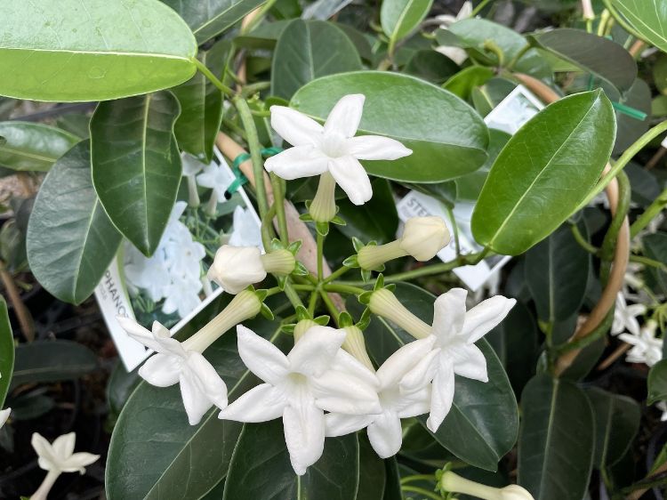 Picture of Stephanotis floribunda