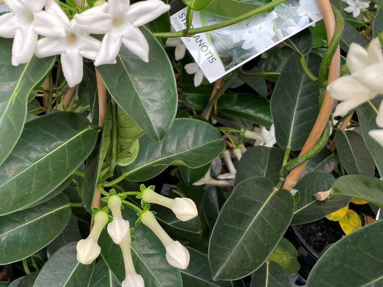 Picture of Stephanotis floribunda