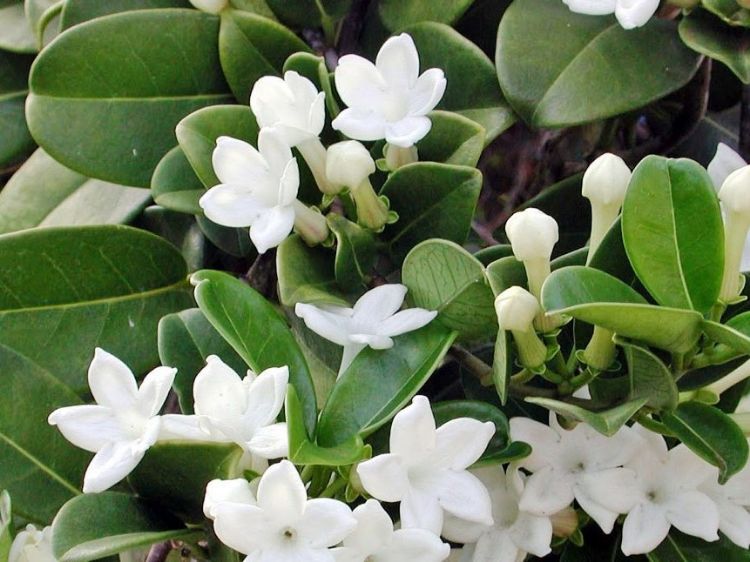 Picture of Stephanotis floribunda