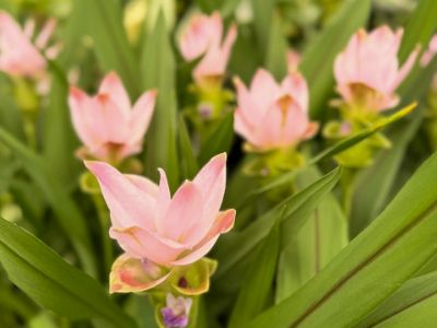 Picture of Curcuma alismatifolia Siam Sunrise