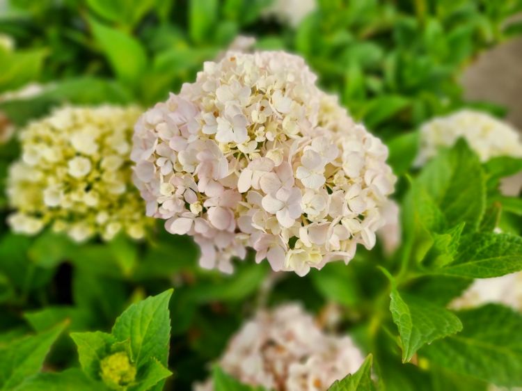 Picture of Hydrangea macrophylla Bridal Bouquet