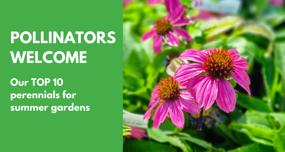 Pollinators Welcome: Our Top 10 Perennials for Pollinator-Friendly Summer Gardens