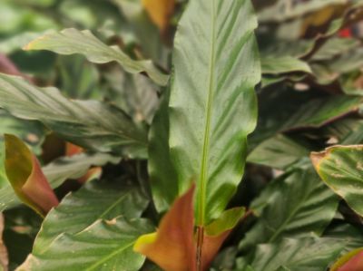Picture of Calathea rufibarba