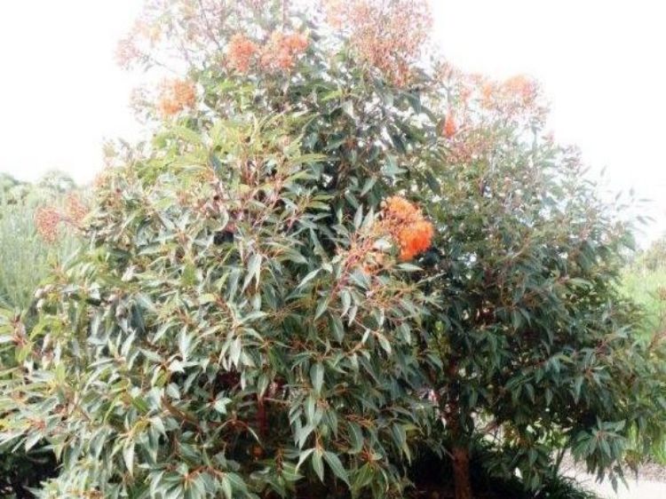 Picture of Corymbia ficifolia Baby Orange