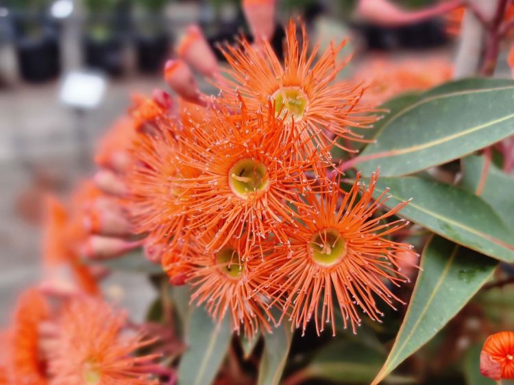 Picture of Corymbia ficifolia Baby Orange