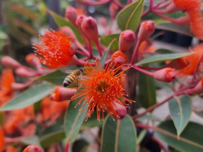 Picture of Corymbia ficifolia Baby Orange