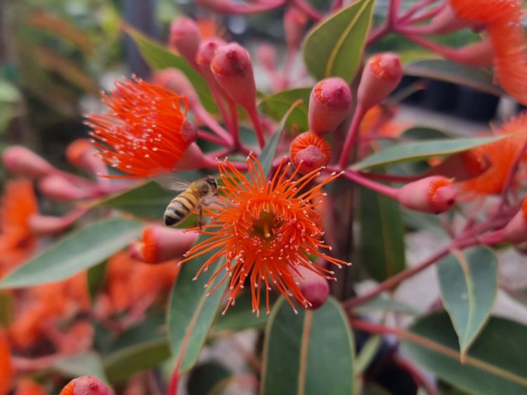 Picture of Corymbia ficifolia Baby Orange