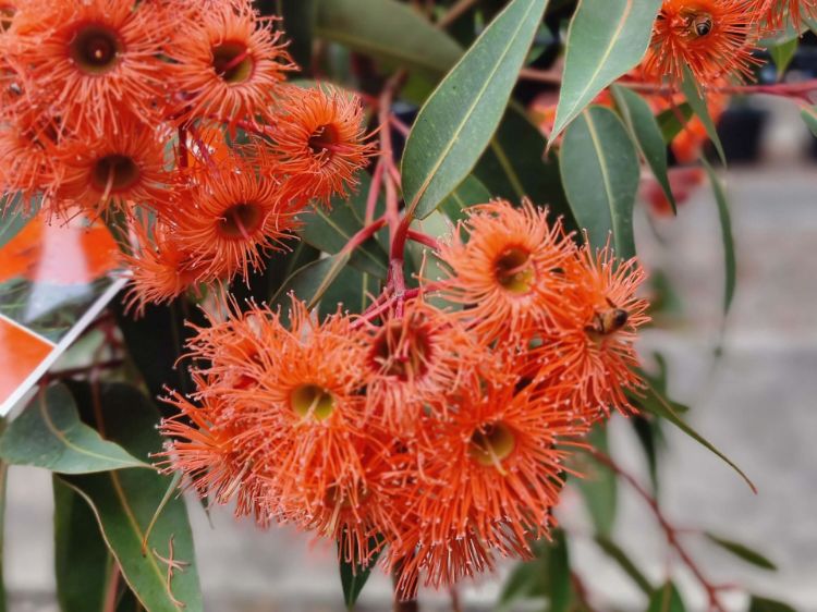 Picture of Corymbia ficifolia Baby Orange