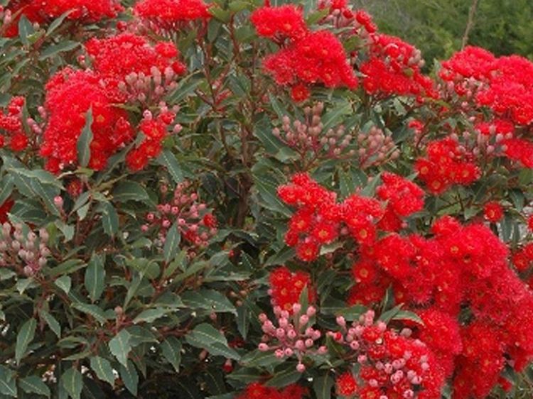 Picture of Corymbia ficifolia Baby Scarlet