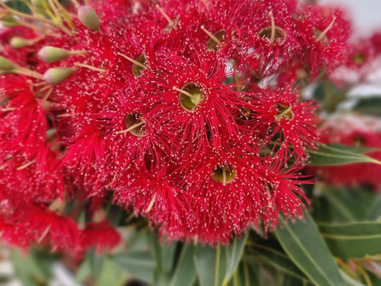 Picture of Corymbia ficifolia Baby Scarlet