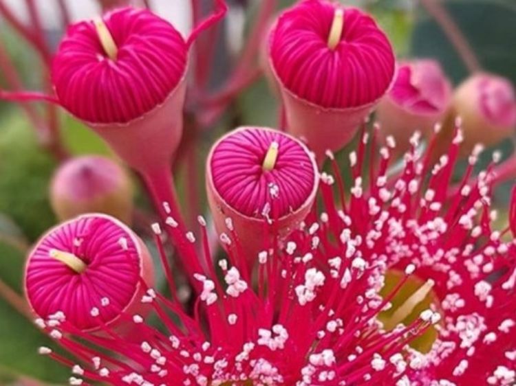 Picture of Corymbia ficifolia Wildfire