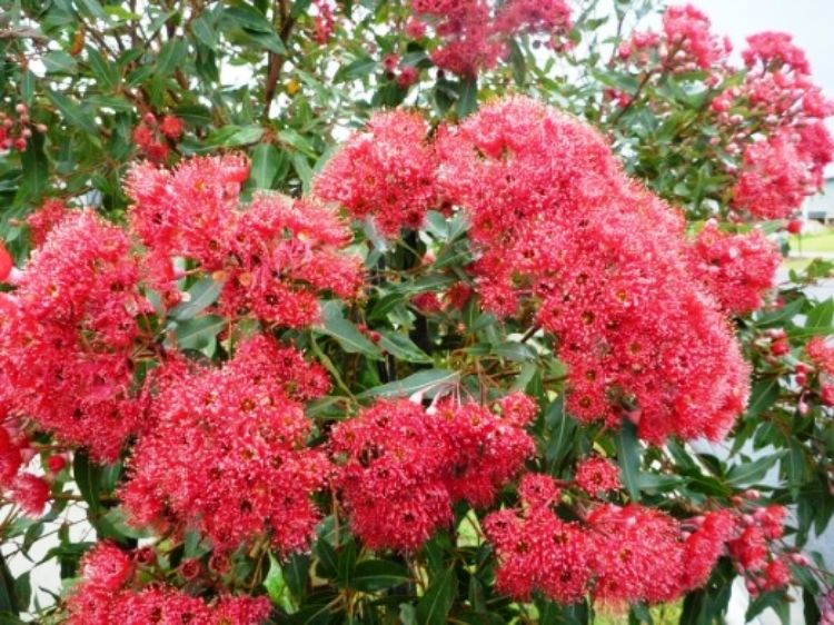 Picture of Corymbia ficifolia Wildfire