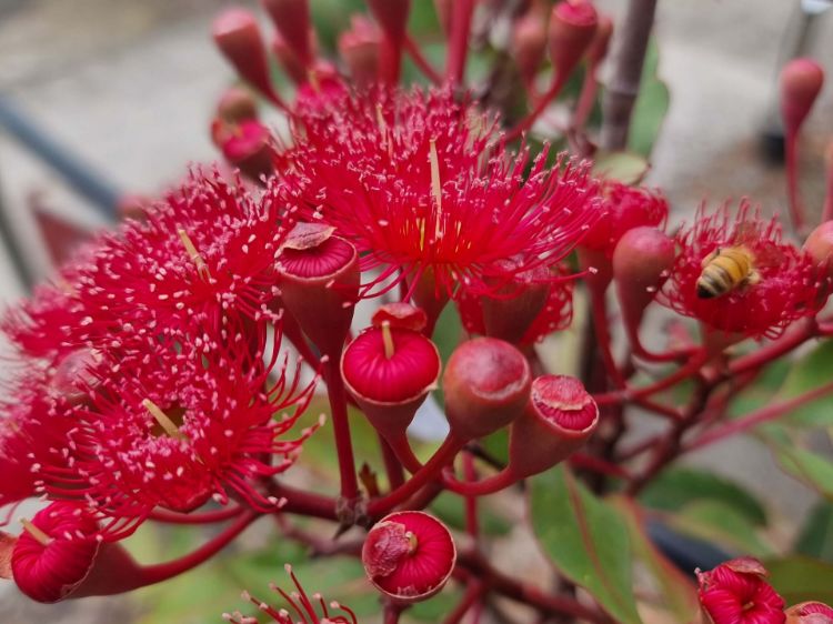 Picture of Corymbia ficifolia Wildfire