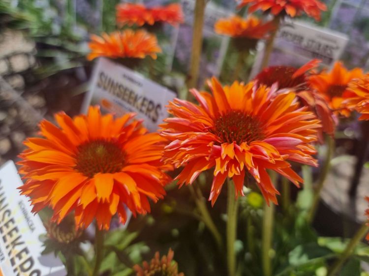Picture of Echinacea purpurea Mineola Sunseekers