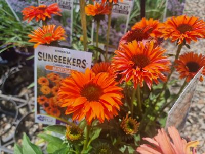Picture of Echinacea purpurea Mineola Sunseekers