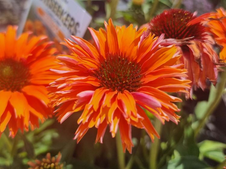Picture of Echinacea purpurea Mineola Sunseekers