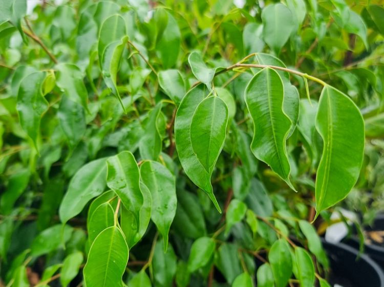 Picture of Ficus benjamina