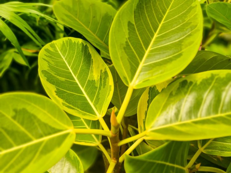 Picture of Ficus elastica Lime Splice