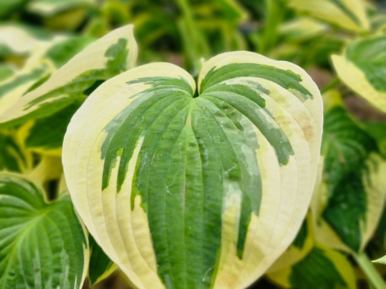Picture of Hosta hybrida Green