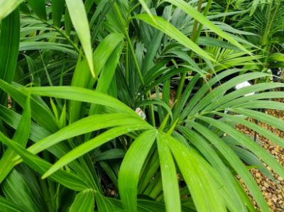 Picture of Howea forsteriana