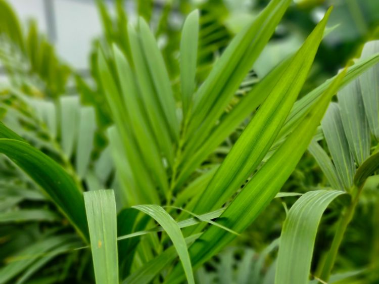 Picture of Howea forsteriana