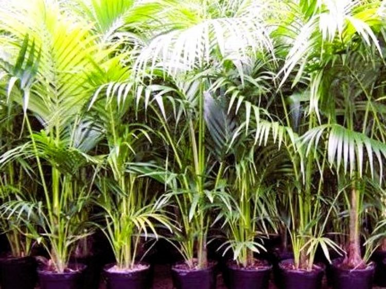 Picture of Howea forsteriana