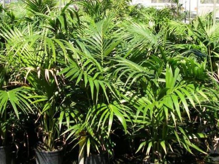 Picture of Howea forsteriana