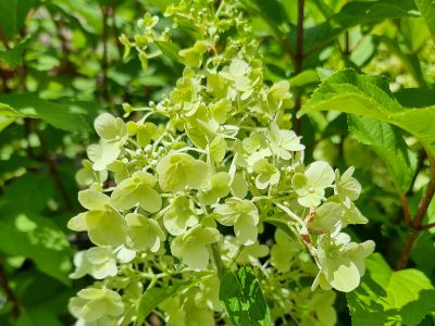 Picture of Hydrangea paniculata Hercules