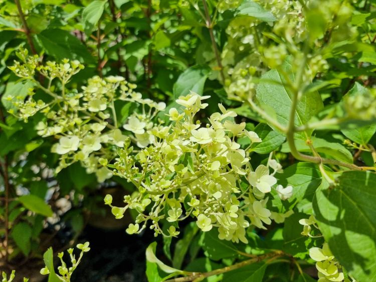 Picture of Hydrangea paniculata Hercules