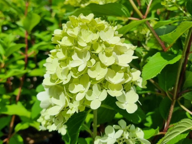 Picture of Hydrangea paniculata Mojito