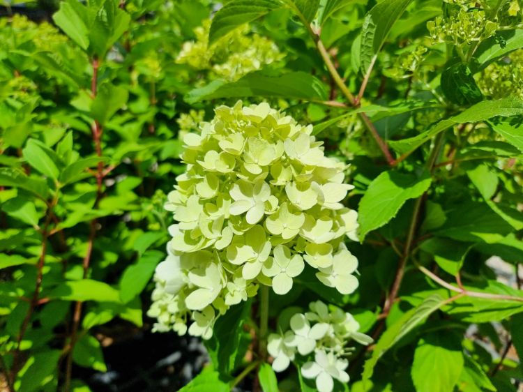 Picture of Hydrangea paniculata Mojito