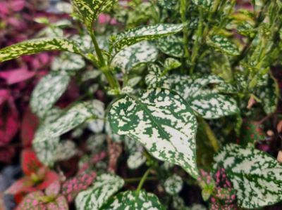 Picture of Hypoestes phyllostachya White Splash